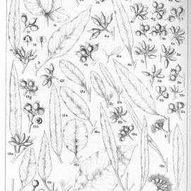 A critical revision of the genus Eucalyptus (Volume 2): Plate 65