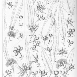 A critical revision of the genus Eucalyptus (Volume 2): Plate 66