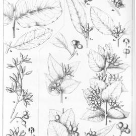 A critical revision of the genus Eucalyptus (Volume 2): Plate 67