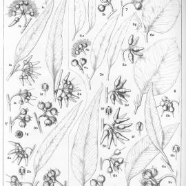 A critical revision of the genus Eucalyptus (Volume 2): Plate 68