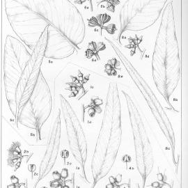 A critical revision of the genus Eucalyptus (Volume 2): Plate 69