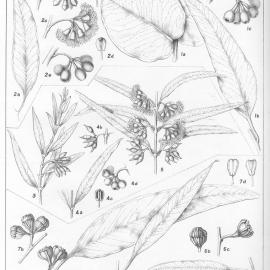 A critical revision of the genus Eucalyptus (Volume 2): Plate 70