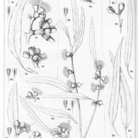 A critical revision of the genus Eucalyptus (Volume 2): Plate 71