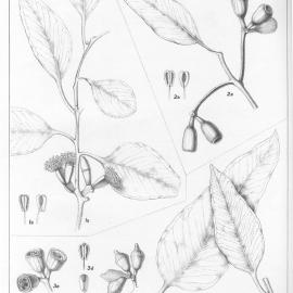 A critical revision of the genus Eucalyptus (Volume 2): Plate 72