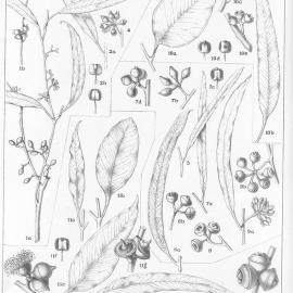 A critical revision of the genus Eucalyptus (Volume 2): Plate 73