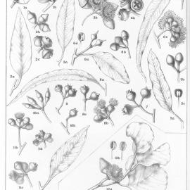 A critical revision of the genus Eucalyptus (Volume 2): Plate 74