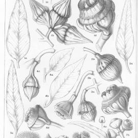 A critical revision of the genus Eucalyptus (Volume 2): Plate 75