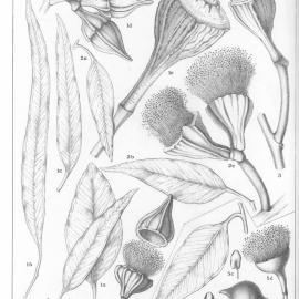 A critical revision of the genus Eucalyptus (Volume 2): Plate 76