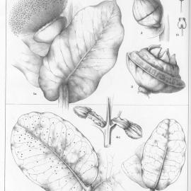 A critical revision of the genus Eucalyptus (Volume 2): Plate 77