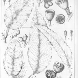 A critical revision of the genus Eucalyptus (Volume 2): Plate 78