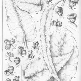 A critical revision of the genus Eucalyptus (Volume 2): Plate 79