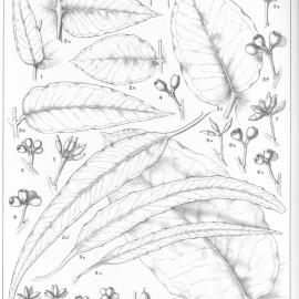 A critical revision of the genus Eucalyptus (Volume 2): Plate 81