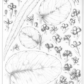 A critical revision of the genus Eucalyptus (Volume 2): Plate 82
