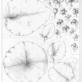 A critical revision of the genus Eucalyptus (Volume 2): Plate 83
