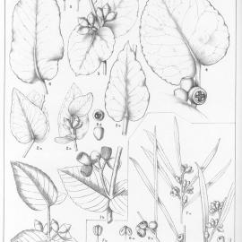 A critical revision of the genus Eucalyptus (Volume 2): Plate 84
