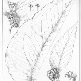 A critical revision of the genus Eucalyptus (Volume 2): Plate 85