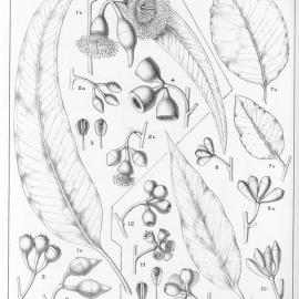 A critical revision of the genus Eucalyptus (Volume 2): Plate 86