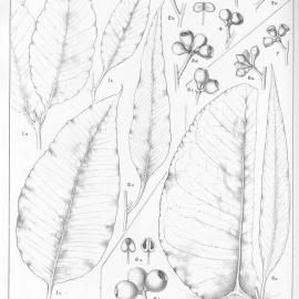 A critical revision of the genus Eucalyptus (Volume 2): Plate 87