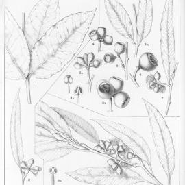 A critical revision of the genus Eucalyptus (Volume 2): Plate 88