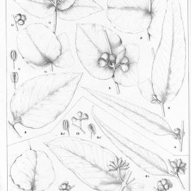 A critical revision of the genus Eucalyptus (Volume 3): Plate 89