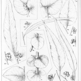 A critical revision of the genus Eucalyptus (Volume 3): Plate 90