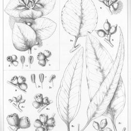A critical revision of the genus Eucalyptus (Volume 3): Plate 91