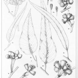 A critical revision of the genus Eucalyptus (Volume 3): Plate 92