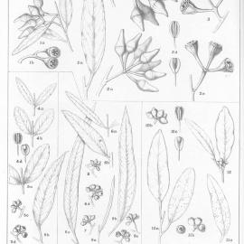 A critical revision of the genus Eucalyptus (Volume 3): Plate 93