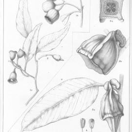 A critical revision of the genus Eucalyptus (Volume 3): Plate 94