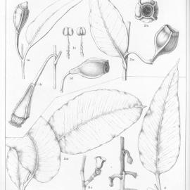 A critical revision of the genus Eucalyptus (Volume 3): Plate 95