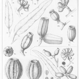 A critical revision of the genus Eucalyptus (Volume 3): Plate 96