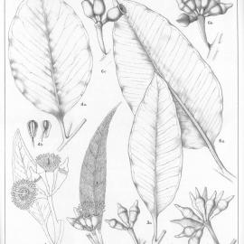 A critical revision of the genus Eucalyptus (Volume 3): Plate 97