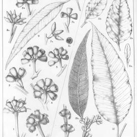 A critical revision of the genus Eucalyptus (Volume 3): Plate 98
