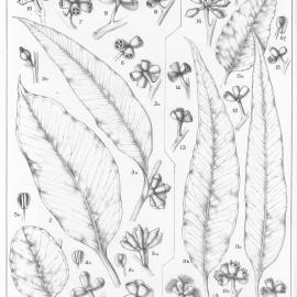 A critical revision of the genus Eucalyptus (Volume 3): Plate 99