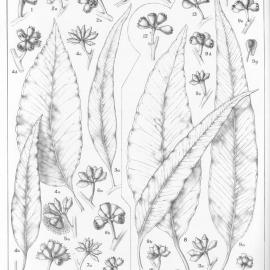 A critical revision of the genus Eucalyptus (Volume 3): Plate 100