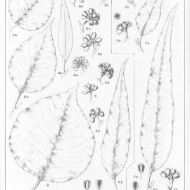 A critical revision of the genus Eucalyptus (Volume 3): Plate 100a