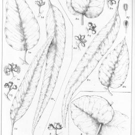 A critical revision of the genus Eucalyptus (Volume 3): Plate 101