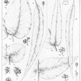 A critical revision of the genus Eucalyptus (Volume 3): Plate 103