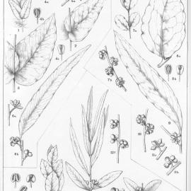 A critical revision of the genus Eucalyptus (Volume 3): Plate 104