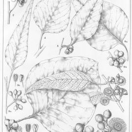 A critical revision of the genus Eucalyptus (Volume 3): Plate 105