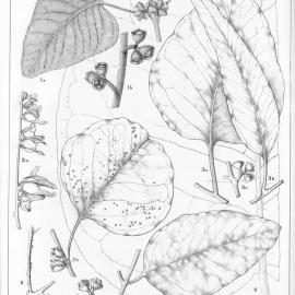 A critical revision of the genus Eucalyptus (Volume 3): Plate 106