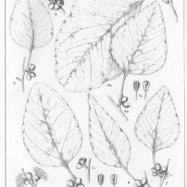 A critical revision of the genus Eucalyptus (Volume 3): Plate 107
