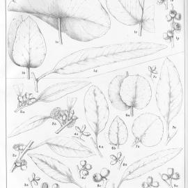 A critical revision of the genus Eucalyptus (Volume 3): Plate 108