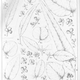 A critical revision of the genus Eucalyptus (Volume 3): Plate 109