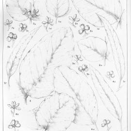 A critical revision of the genus Eucalyptus (Volume 3): Plate 110