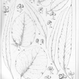 A critical revision of the genus Eucalyptus (Volume 3): Plate 111