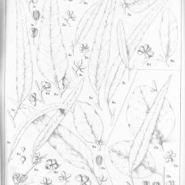 A critical revision of the genus Eucalyptus (Volume 3): Plate 112