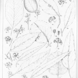 A critical revision of the genus Eucalyptus (Volume 3): Plate 113