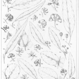 A critical revision of the genus Eucalyptus (Volume 3): Plate 114