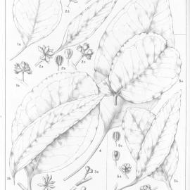 A critical revision of the genus Eucalyptus (Volume 3): Plate 115